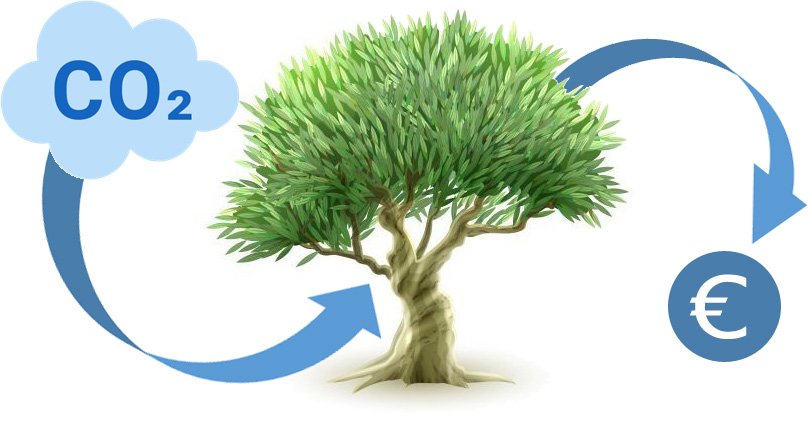 Ciclo compensazione Alberi e CO2