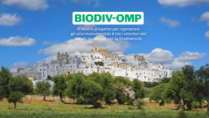 Città di Ostuni fa da sfondo a distesa di ulivi
