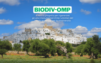 Città di Ostuni fa da sfondo a distesa di ulivi